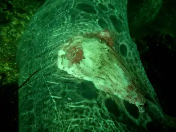 Wolf Eel