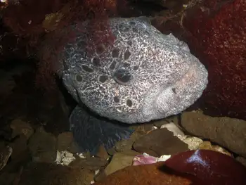 wolf eel