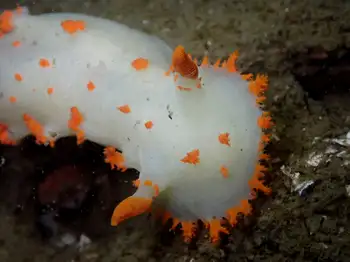 Bold Clown Nudibranch