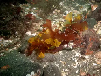 Seaweed