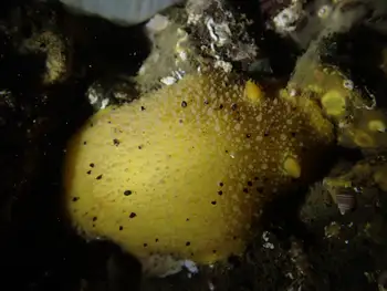 Monterey Sea Lemon