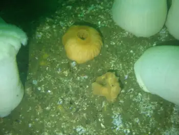 Anemones