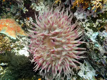 Painted Anemone