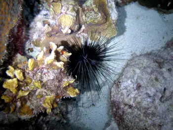 Black Sea Urchin