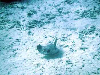 Stingray