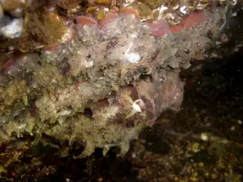 Red Octopus