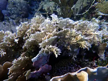 Coral