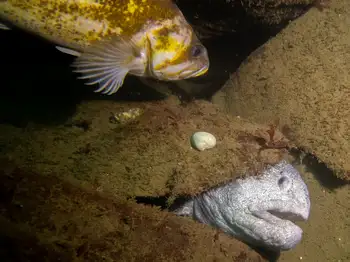 Wolf Eel