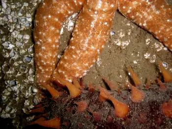 California Sea Cucumber