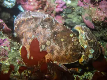 Brown Rock Crab