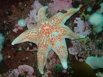 Leather Star