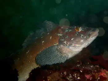 Male Kelp Greenling