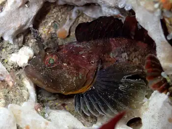 scalyhead sculpin