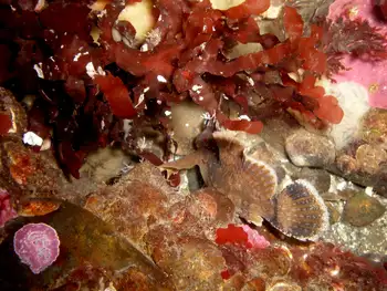 Sailfin Sculpin