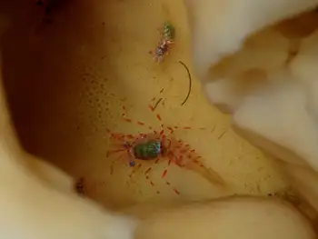 sponge eualid shrimp