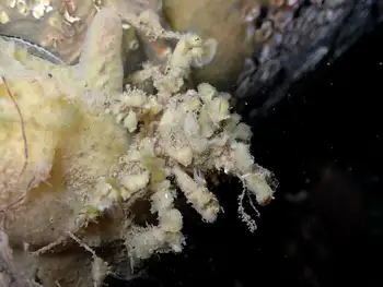 Moss Crab
