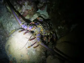 caribbean spiny lobster