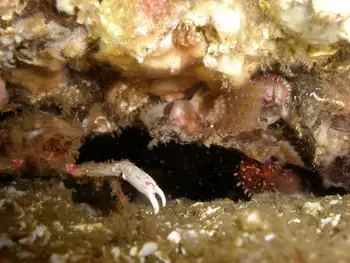 Graceful Decorator Crab