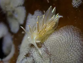 Opalescent Nudibranch
