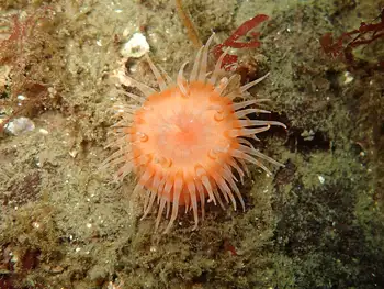 Painted Anemone
