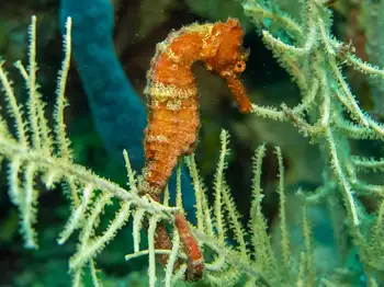 Longsnout Seahorse