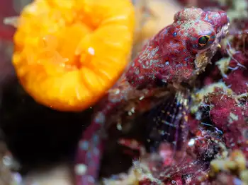 smoothhead sculpin