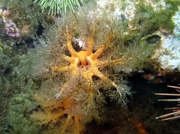 black sea cucumber
