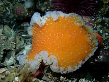 Orange Peel Nudibranch