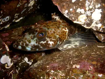 lingcod