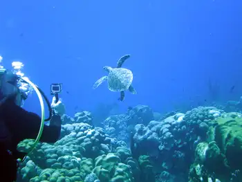 Green Sea Turtle