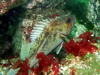 Brown Rockfish