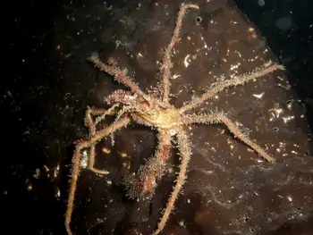 Graceful Decorator Crab