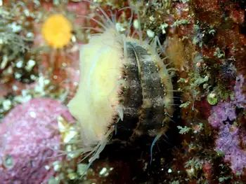 smooth pink scallop