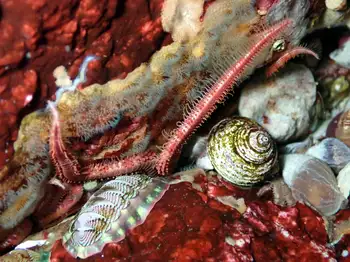 Daisy Brittle Star