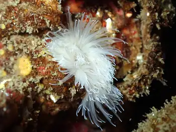 Short Plumose Anemone