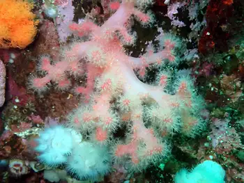 Red Soft Coral