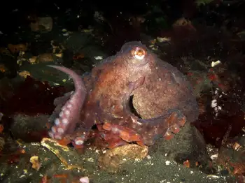 Giant Pacific Octopus