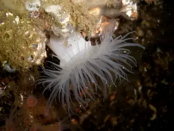 Anemone