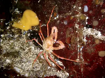 Longhorn Decorator Crab