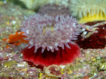 Painted Anemone