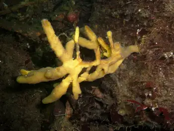 Tough Yellow Branching Sponge