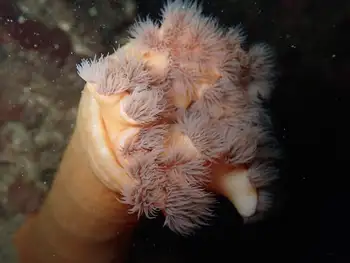 Metridium Anemone