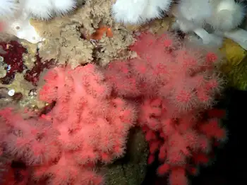 Red Soft Coral
