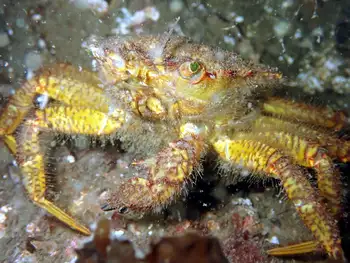 helmet crab