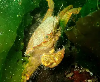 Helmet Crab