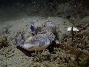flounder