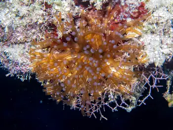 hidden anemone