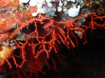 Red Yellow Clathria Coral