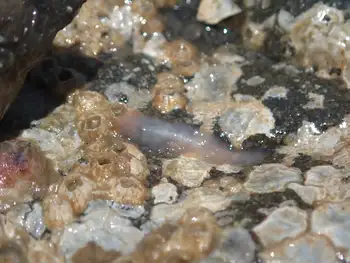 Red Banded Commensal Scale Worm