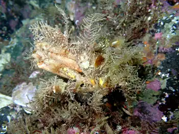 Graceful Decorator Crab
